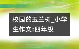 校園的玉蘭樹(shù)_小學(xué)生作文:四年級(jí)