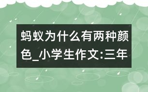 螞蟻為什么有兩種顏色_小學(xué)生作文:三年級(jí)