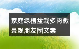 家庭綠植盆栽、多肉、微景觀朋友圈文案40句