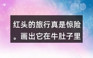 紅頭的旅行真是驚險(xiǎn)。畫出它在牛肚子里旅行的路線，再把這個(gè)故事講給別人聽。