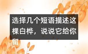 選擇幾個短語描述這棵白樺，說說它給你留下了怎樣的印象