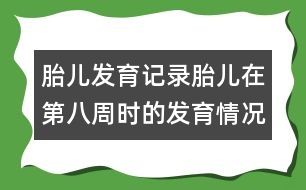 胎兒發(fā)育記錄：胎兒在第八周時(shí)的發(fā)育情況