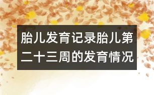 胎兒發(fā)育記錄：胎兒第二十三周的發(fā)育情況