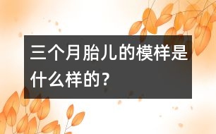 三個(gè)月胎兒的模樣是什么樣的？