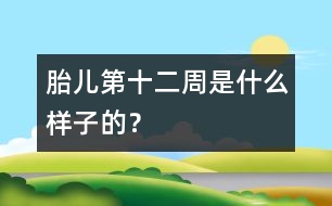 胎兒第十二周是什么樣子的？