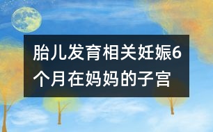 胎兒發(fā)育相關：妊娠6個月“在媽媽的子宮里，像在宇宙中遨游！”