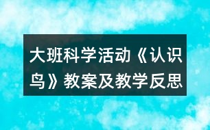 大班科學(xué)活動《認識鳥》教案及教學(xué)反思