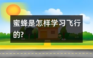 蜜蜂是怎樣學(xué)習(xí)飛行的?