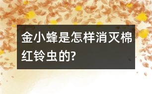 金小蜂是怎樣消滅棉紅鈴蟲的?