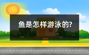 魚(yú)是怎樣游泳的?