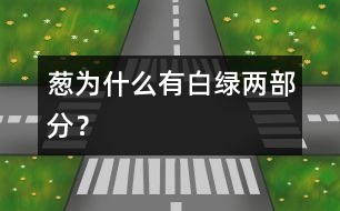 蔥為什么有白、綠兩部分？