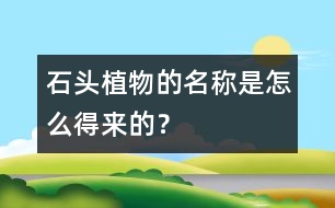 “石頭植物”的名稱(chēng)是怎么得來(lái)的？