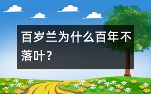 百歲蘭為什么百年不落葉？