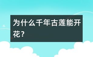 為什么千年古蓮能開花？