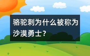 駱駝刺為什么被稱為“沙漠勇士”？