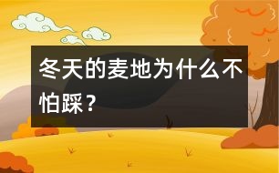 冬天的麥地為什么不怕踩？