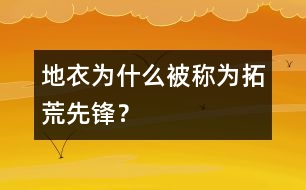 地衣為什么被稱為拓荒先鋒？