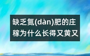 缺乏氮(dàn)肥的莊稼為什么長得又黃又?。?></p>										
																	莊稼長得好是因為葉子不斷進行光合作用，為莊稼制造營養(yǎng)物質(zhì)。植物進行光合作用時需要葉綠素。葉綠素的分子結(jié)構(gòu)十分復(fù)雜，氮正是其中必不可少的“磚瓦”。沒有氮(dàn)就沒有葉綠素，葉子就會變黃，莊稼就會因得不到營養(yǎng)變得又黃又小。<BR>                          						</div>
						</div>
					</div>
					<div   id=