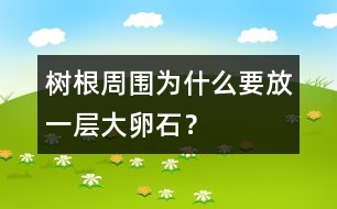 樹根周圍為什么要放一層大卵石？