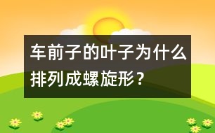 車前子的葉子為什么排列成螺旋形？