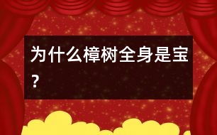 為什么樟樹全身是寶？