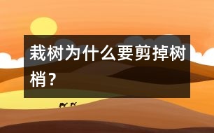 栽樹(shù)為什么要剪掉樹(shù)梢？