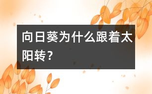 向日葵為什么跟著太陽轉(zhuǎn)？